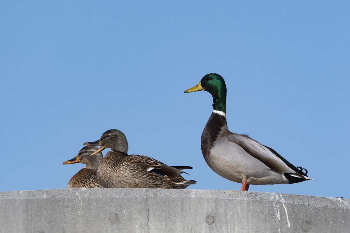 オスは立っていました。