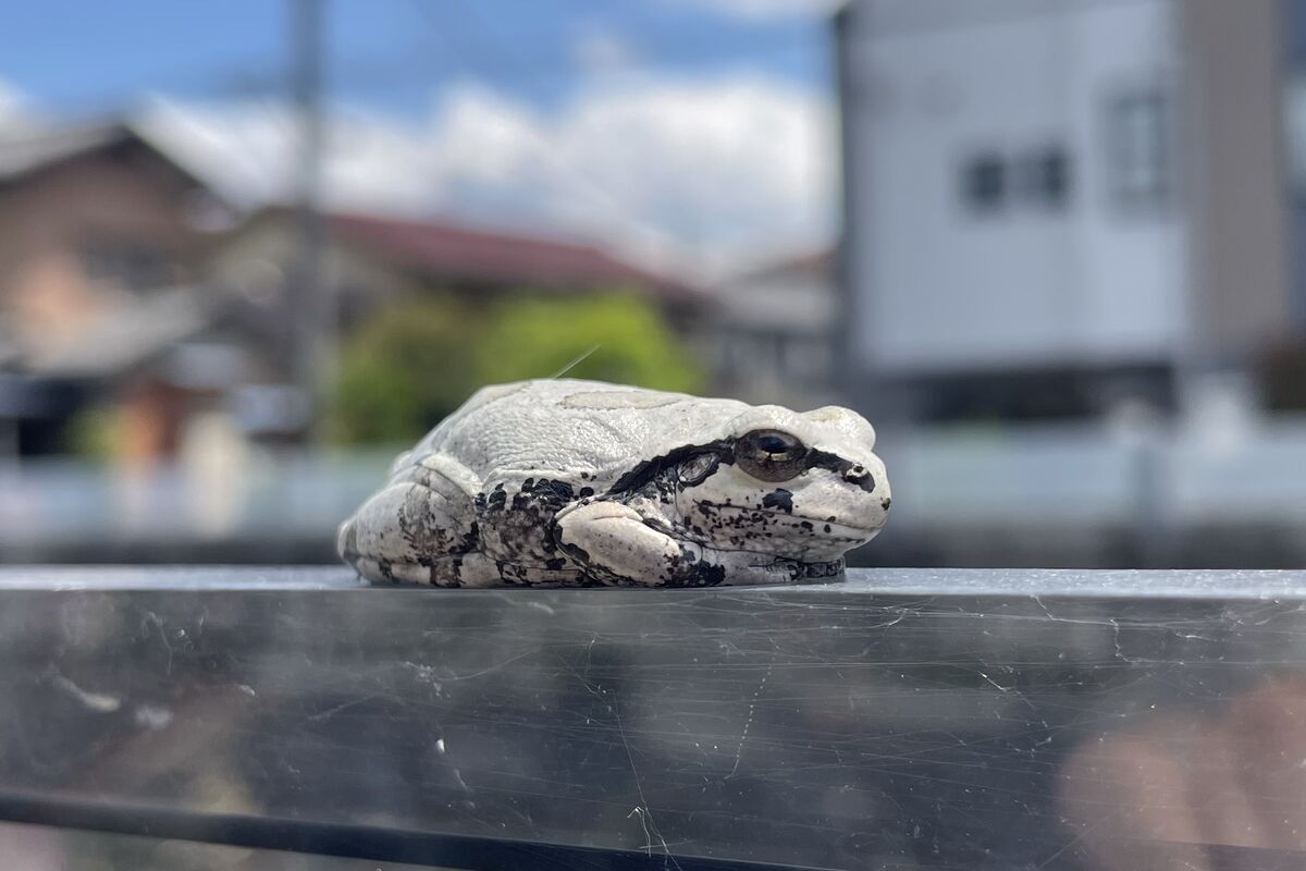 三沢川沿いの白いカエル