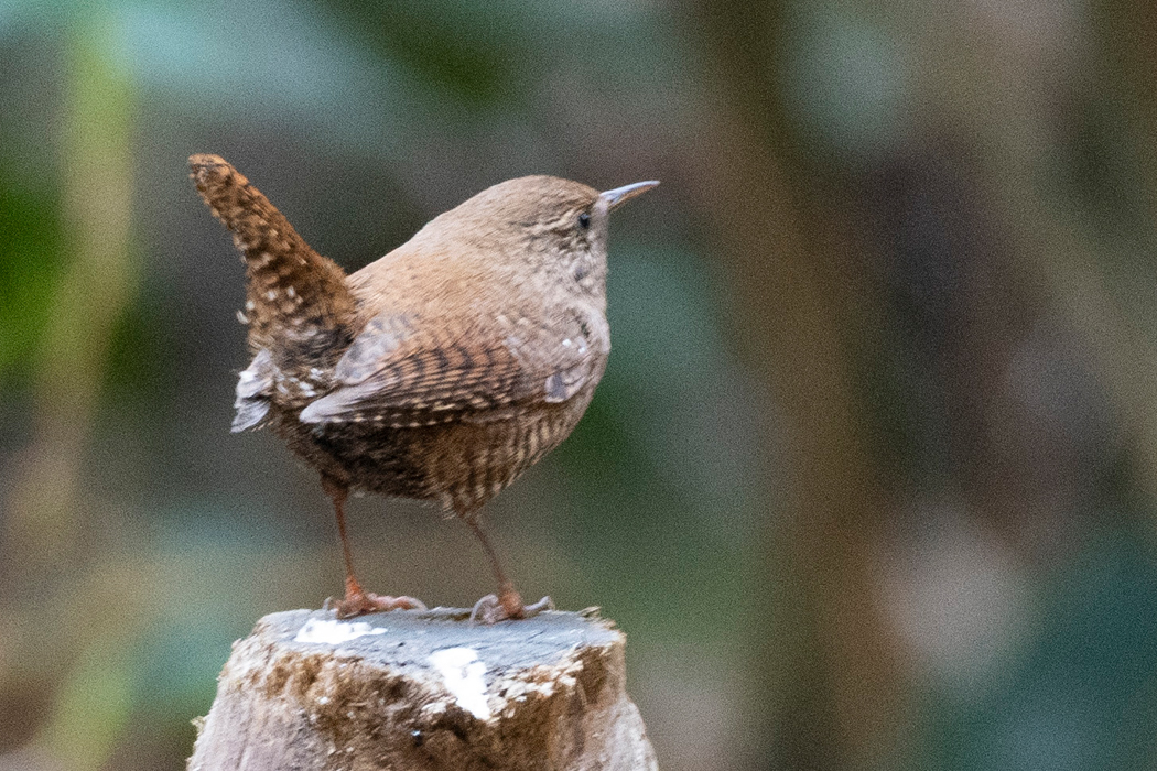枝の上に乗り、囀りました。