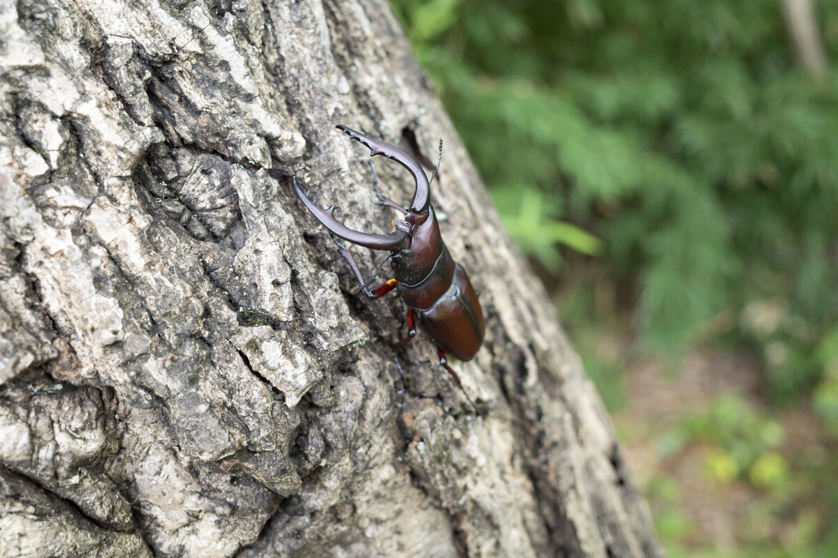 木に戻してあげました。