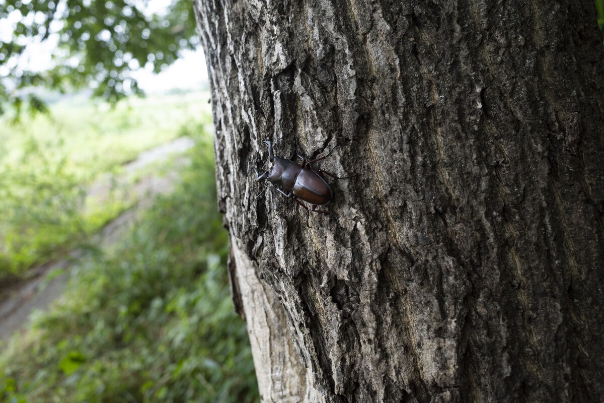 道端のオニグルミの木にいるようでした。