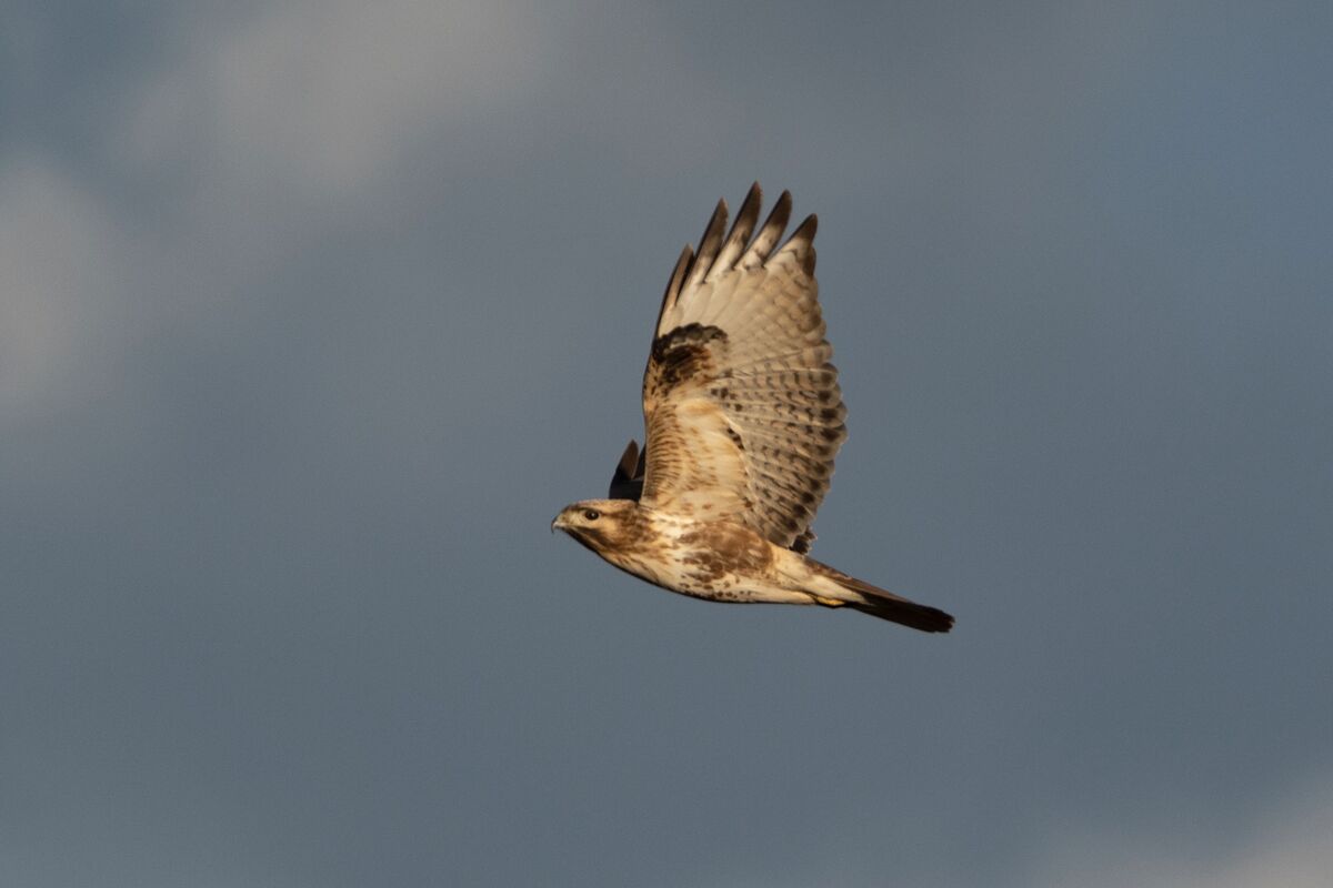 飛び立ちました。