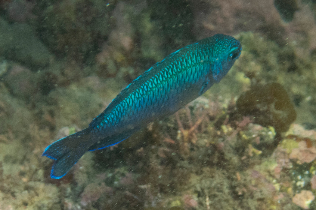 ピントを合わせるのが難しいです。