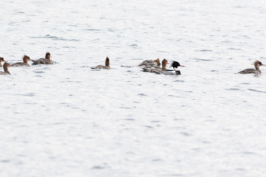 20羽程度の群れで行動していました。