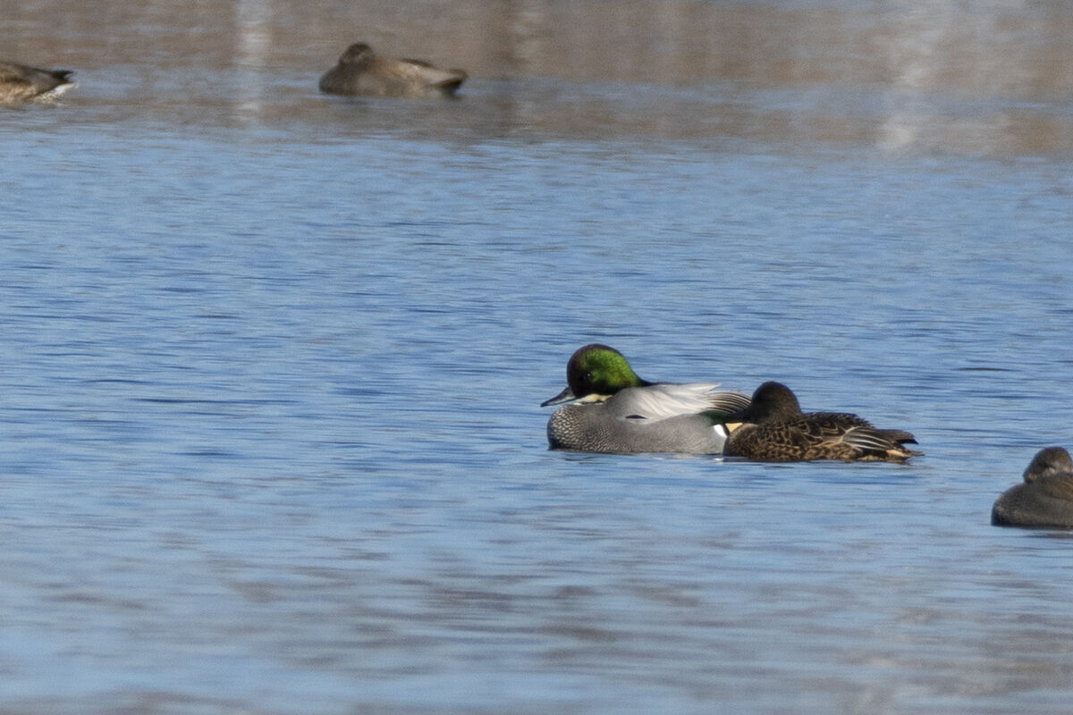 メスと少しだけ泳ぎ出しました。