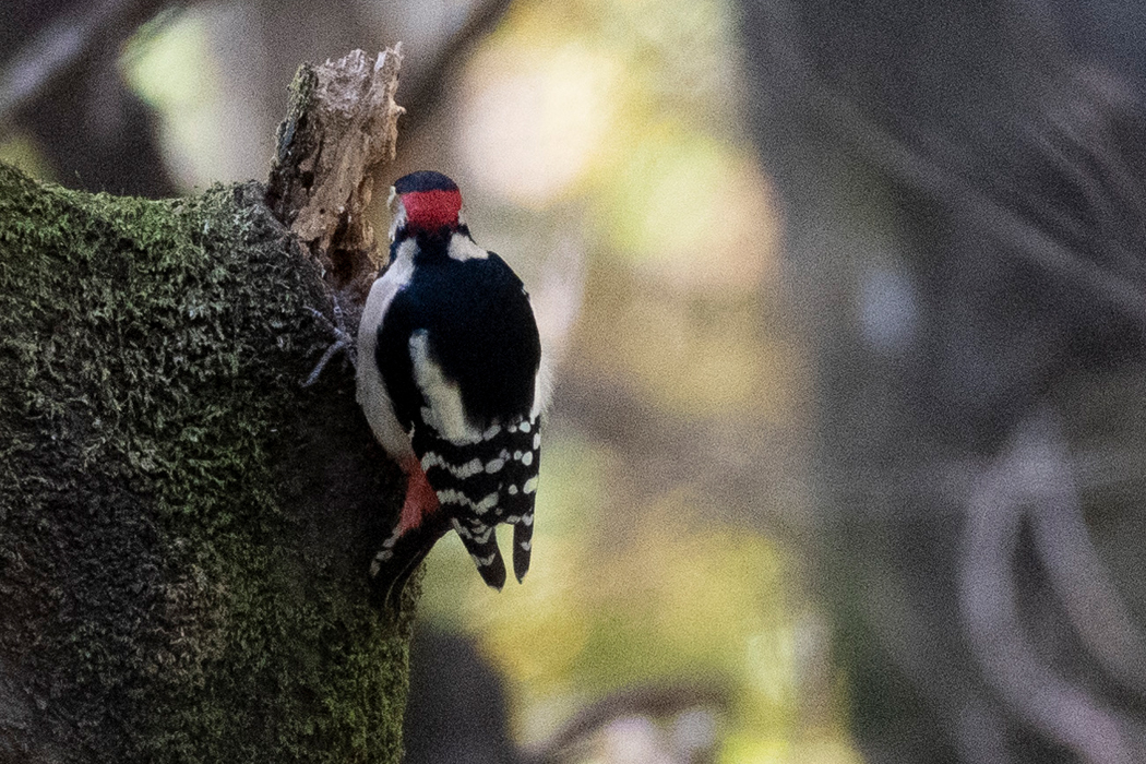 餌をとっていました。