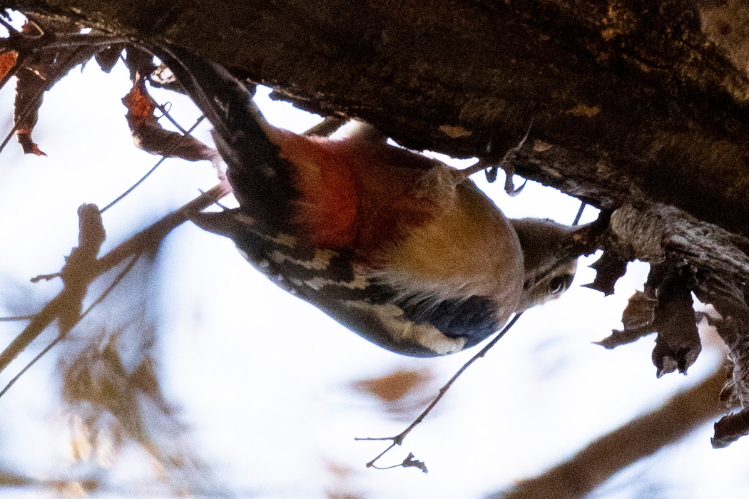 真上の樹にとまりました。