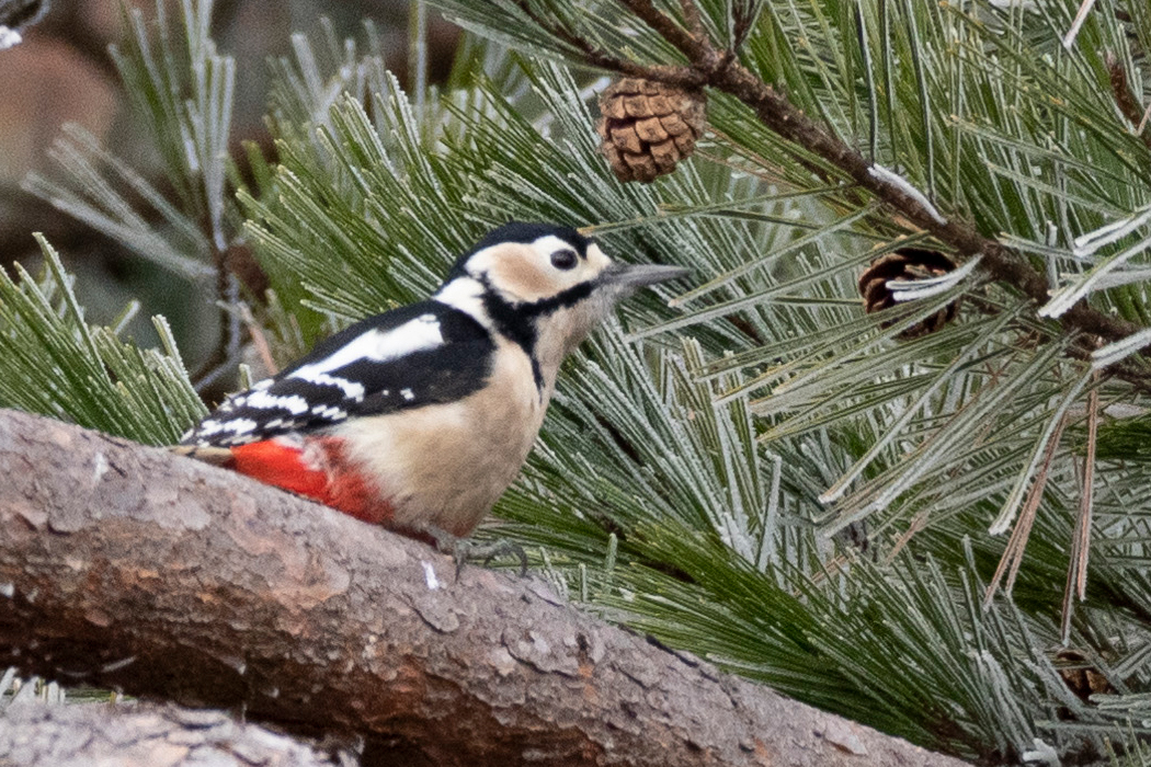 松の木にとまりました。