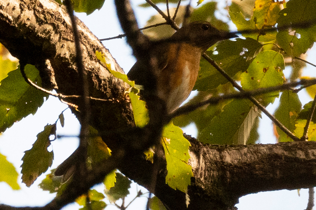 影になって上手く撮れませんでした。