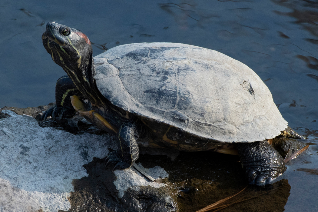 日光浴をしています。