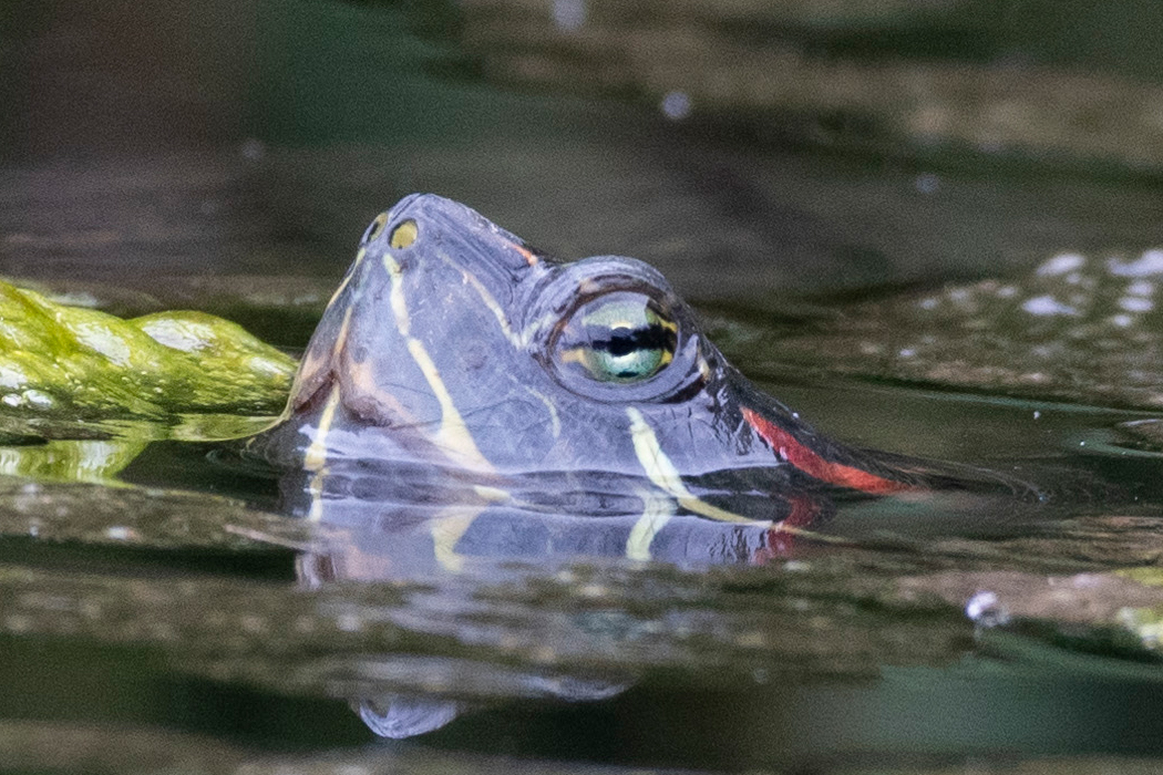顔だけ出しています。