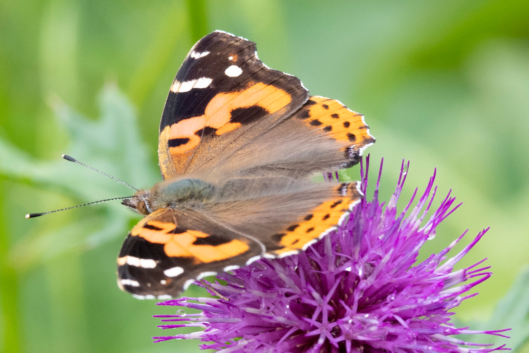 目立つタテハチョウです。