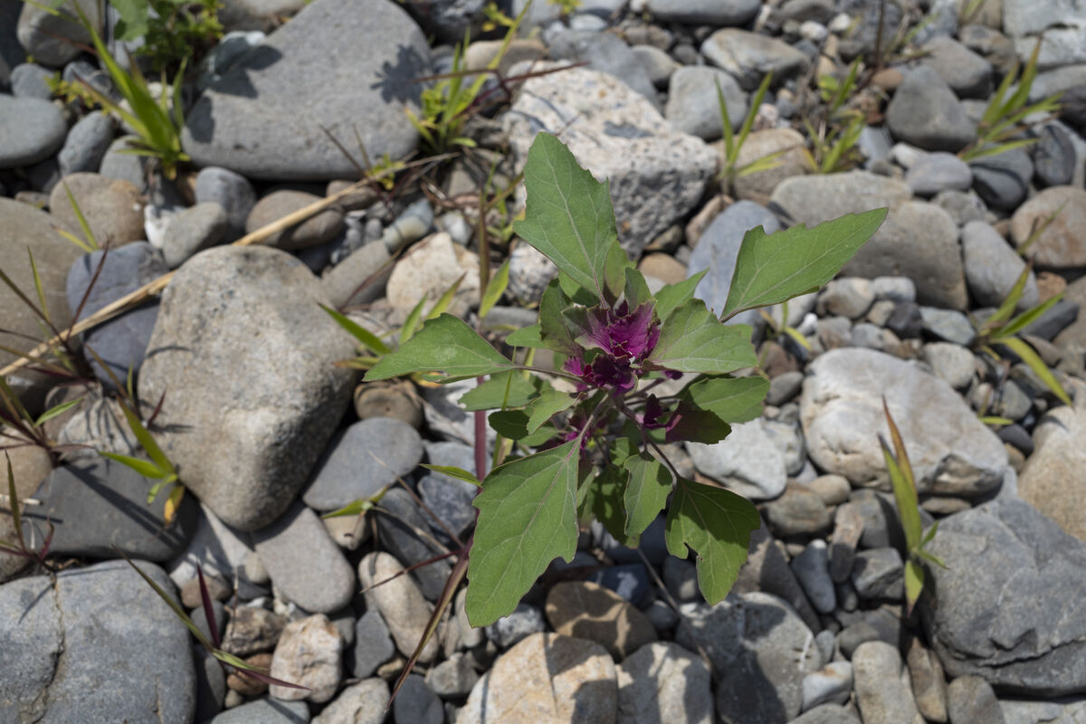 石の間から生えています。