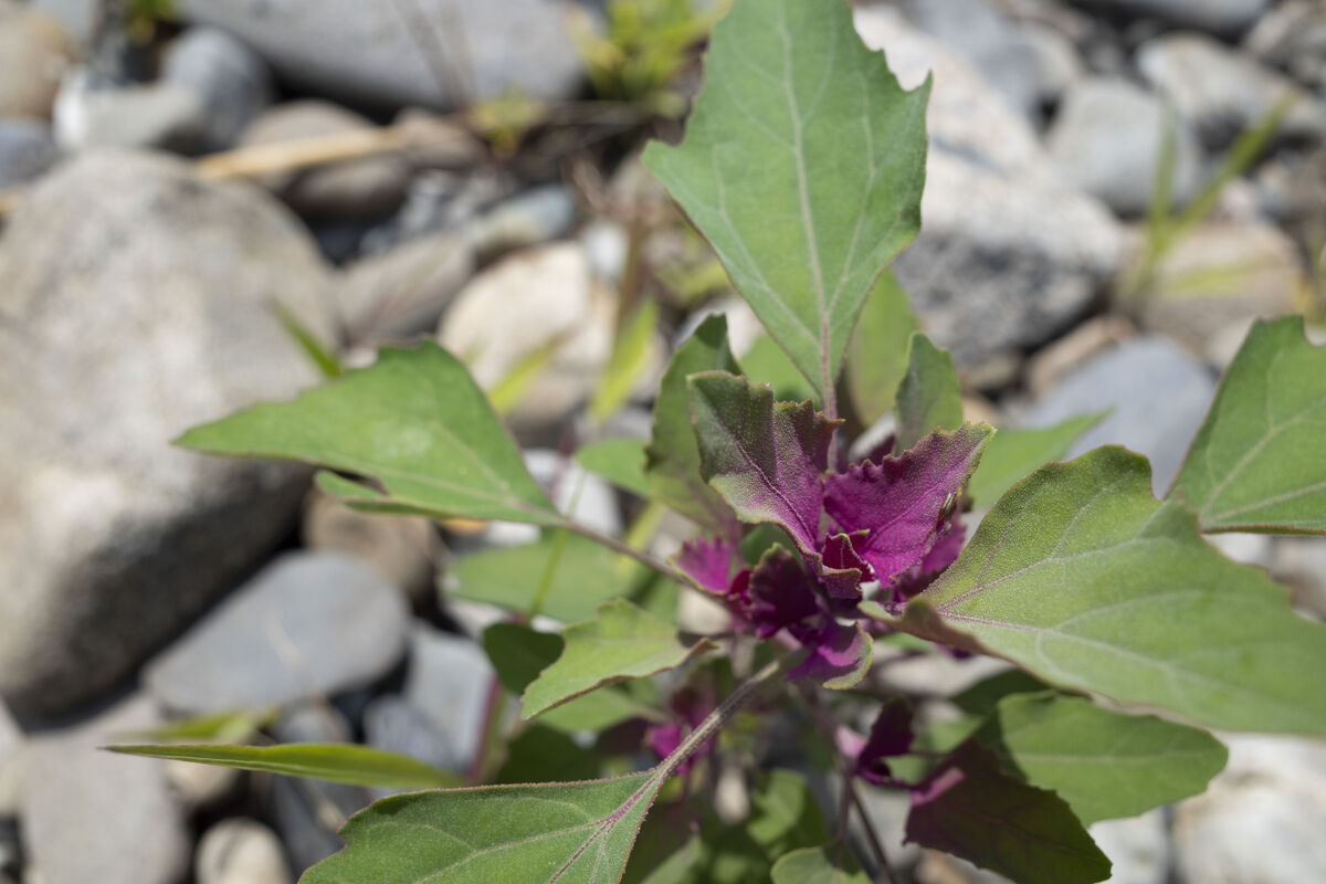 ピンクの葉が特徴的です。