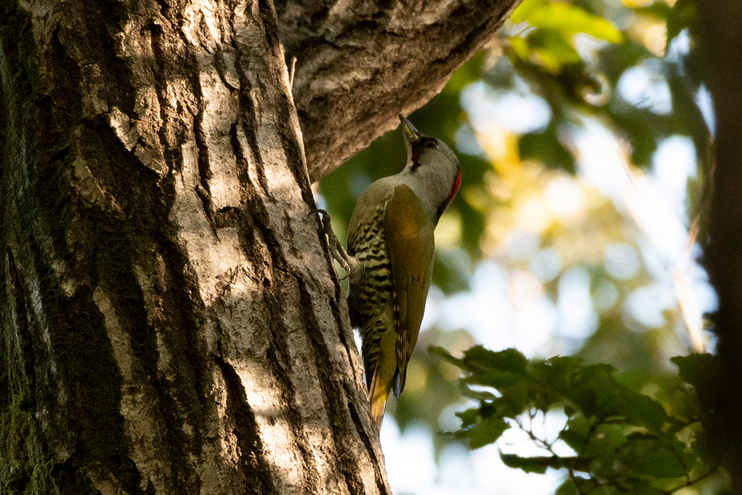 枝が多く、撮影は少し大変です。