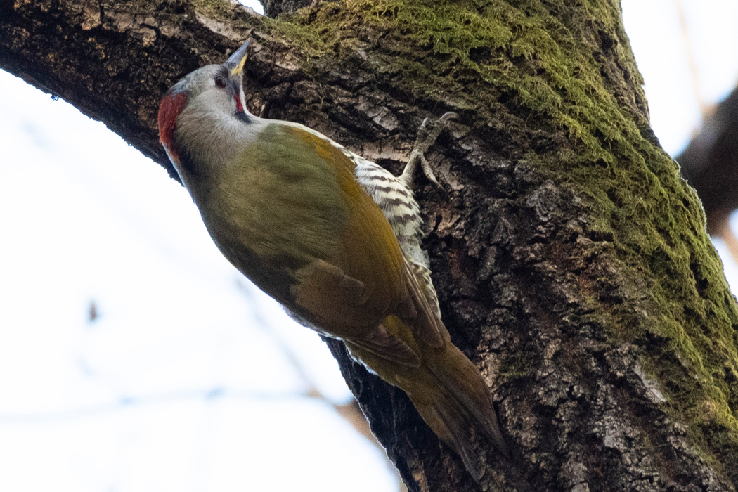 アカゲラと喧嘩しているような音を立てました。