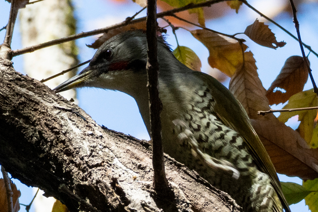 日の当たる枝で餌を探していました。