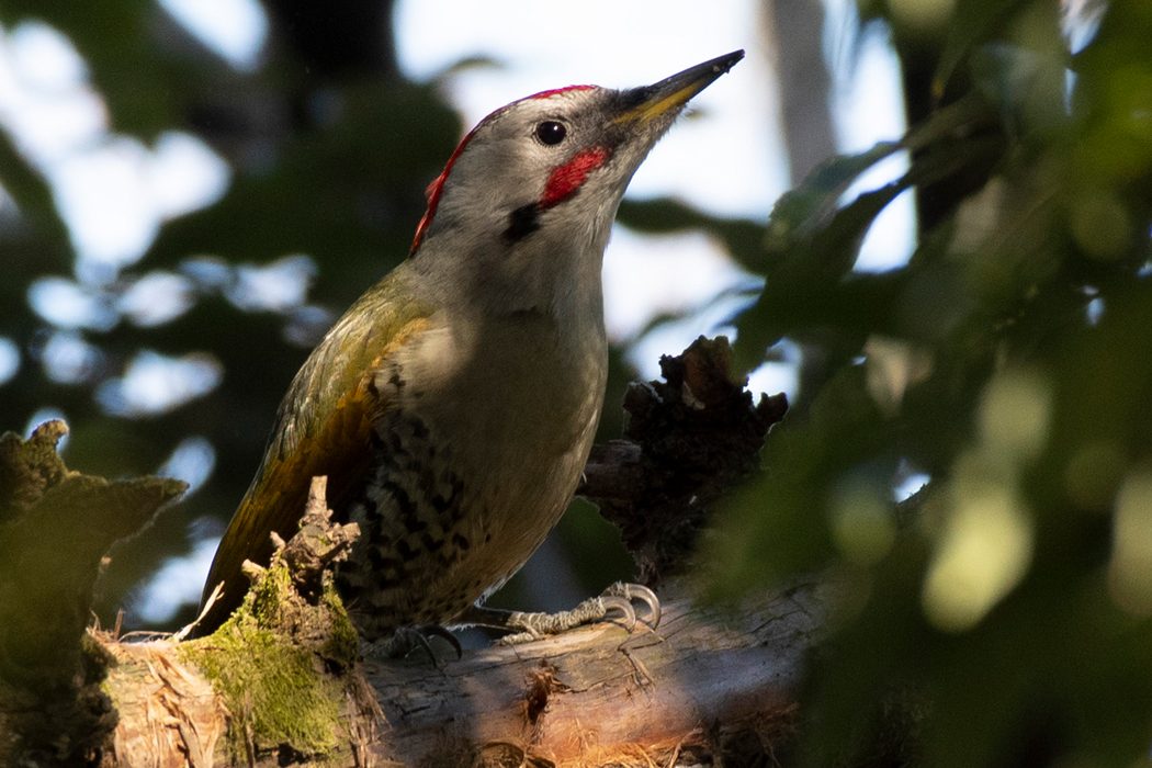 頬が赤いです。