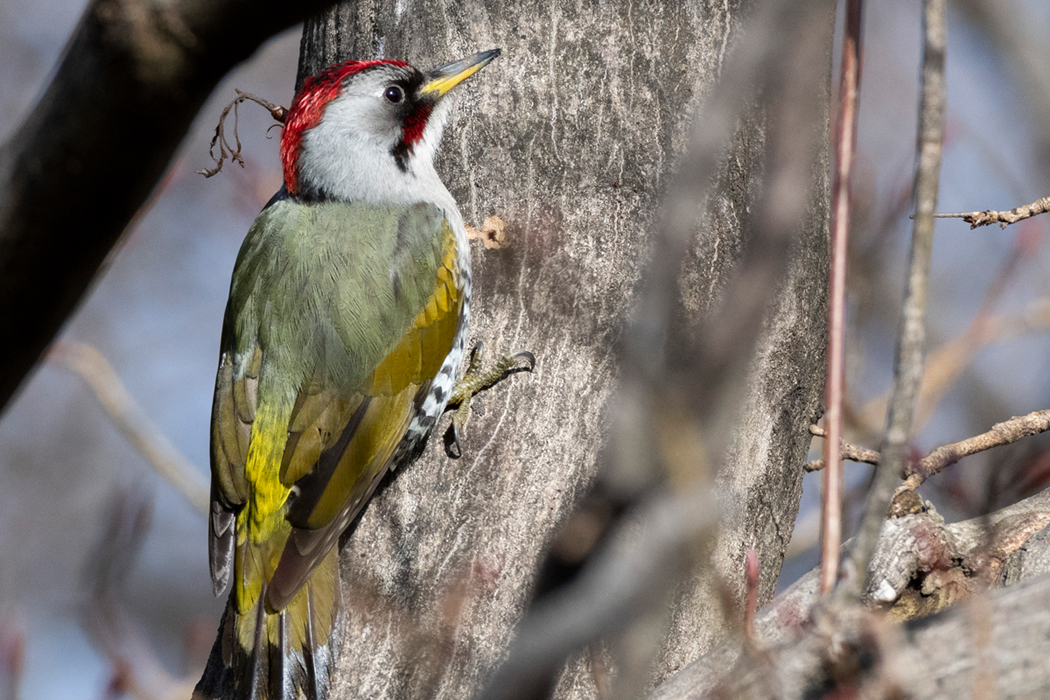 頭部の羽毛が鮮やかな赤色です。