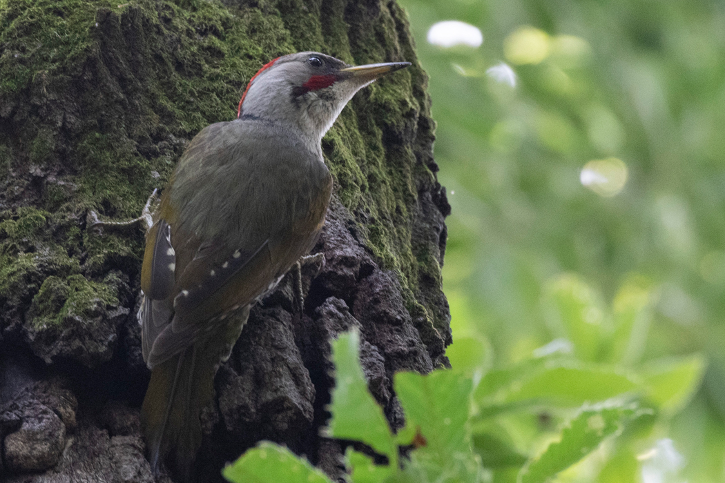ゆったりと木を物色していました。