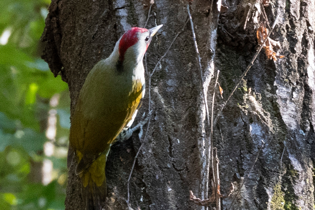 こちらも採餌しているようです。