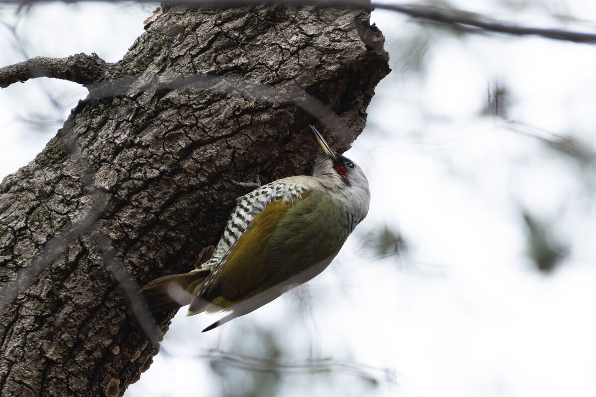 穴に顔を入れていました。