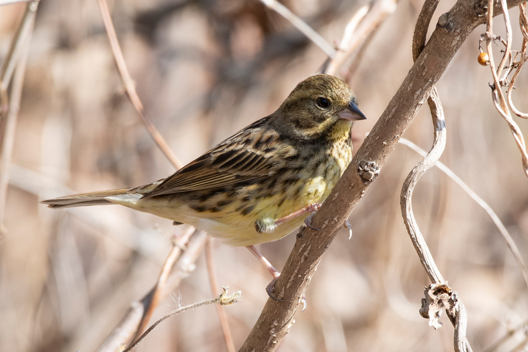 明るい場所に出てきたメスです。