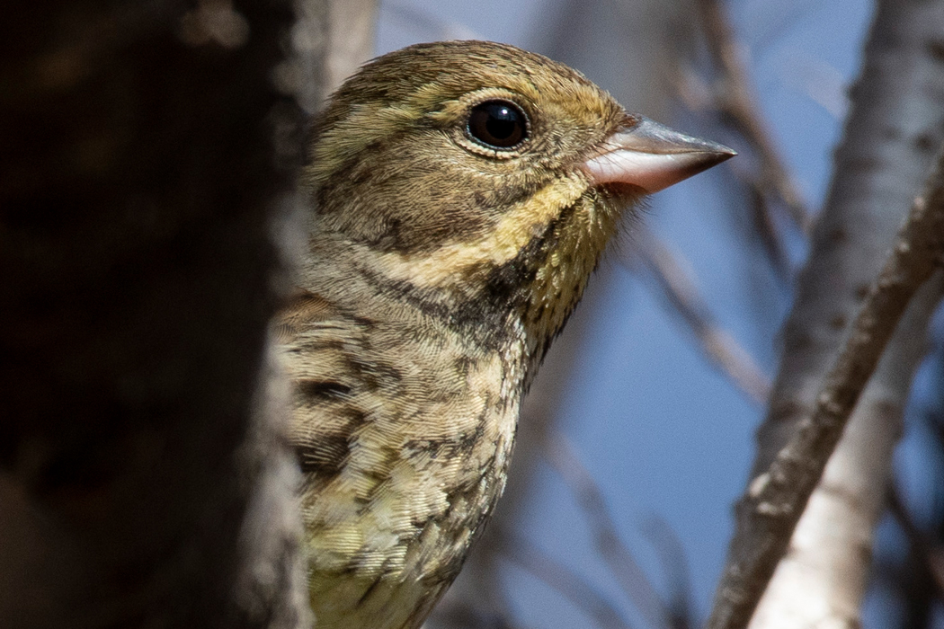 桜の枝から顔を出しました。