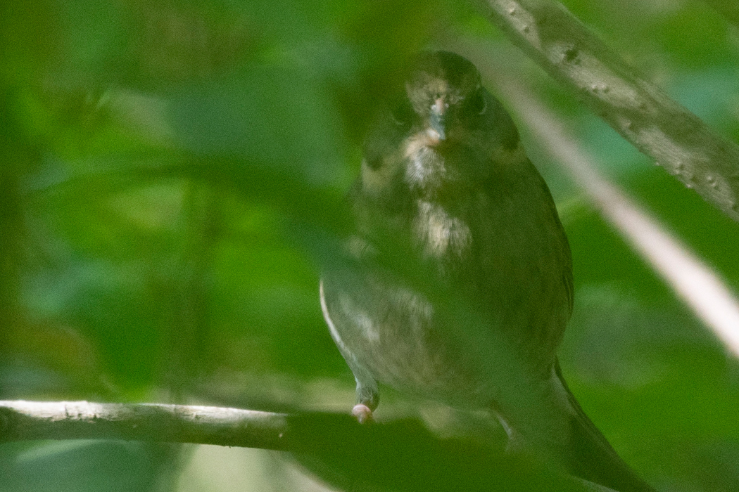 藪の中からこちらを見ていました。