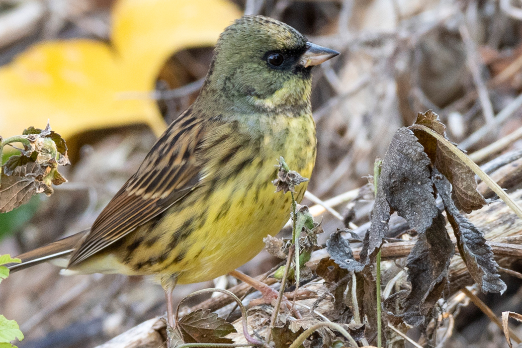 地面で採餌していました。