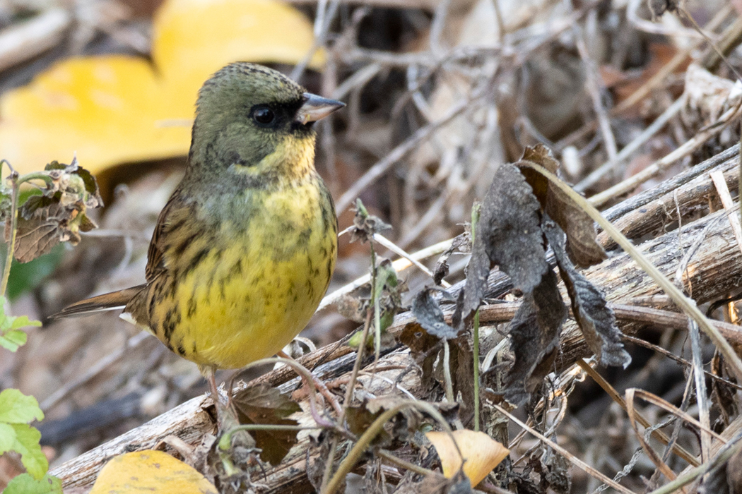 お腹が黄色いです。