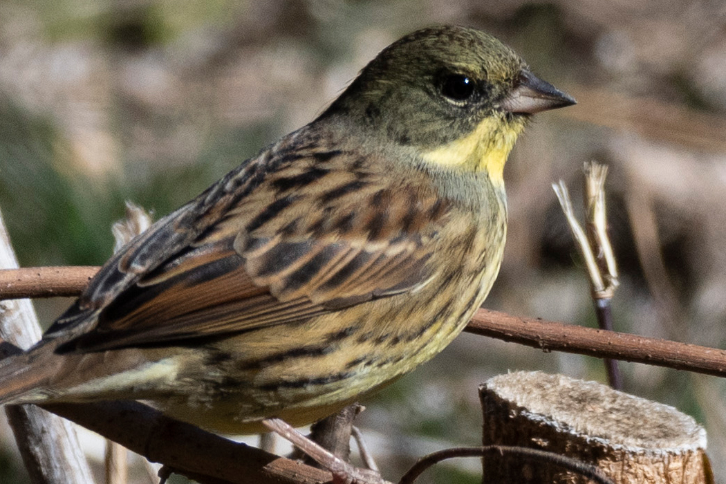 薮から道に飛び出してきます。