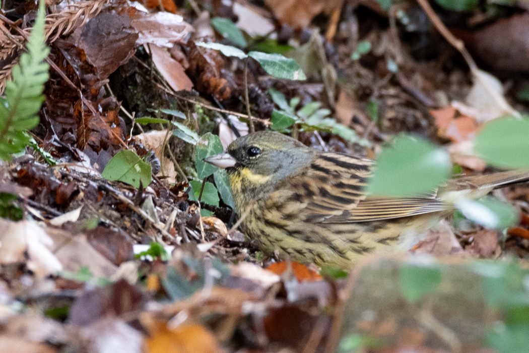 階段の上で餌をとっていました。