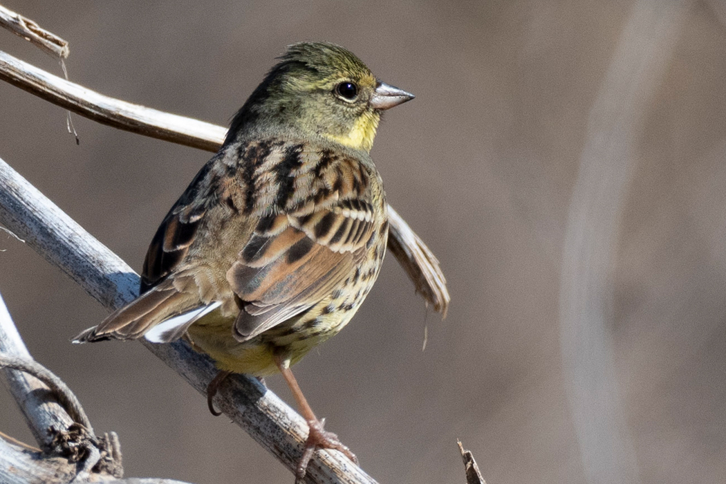 藪の中にたくさんいました。