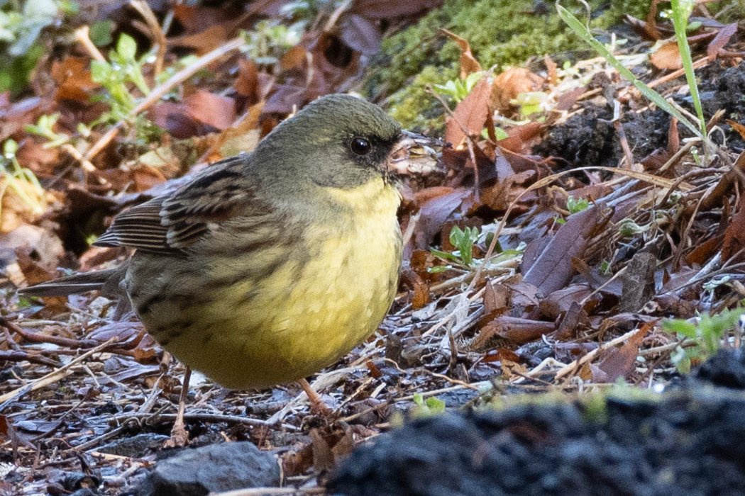 クロジより明るいところに出てきました。