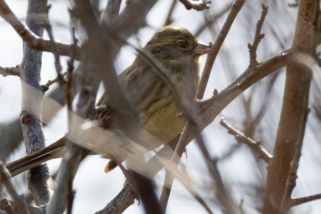 メスが木に登りました。