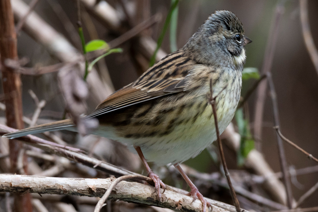 藪から出てきました。