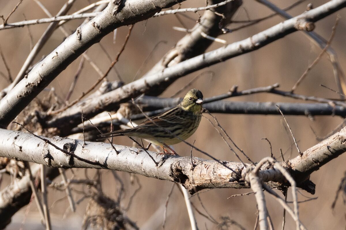 横枝にメスが出てきた。