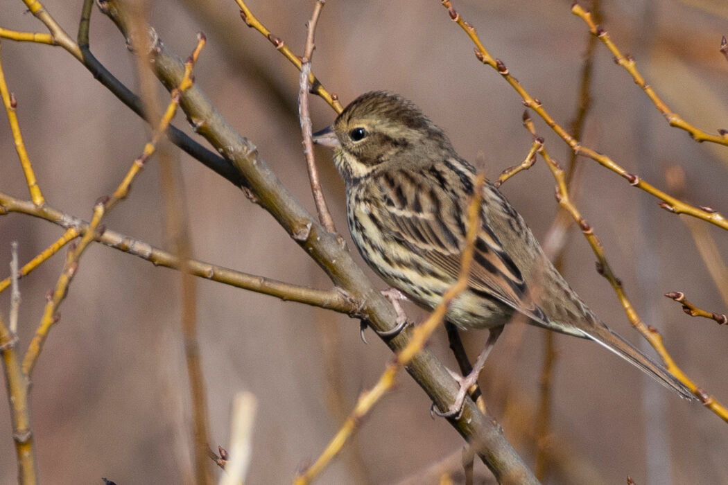 メスの方が多かった気がします。