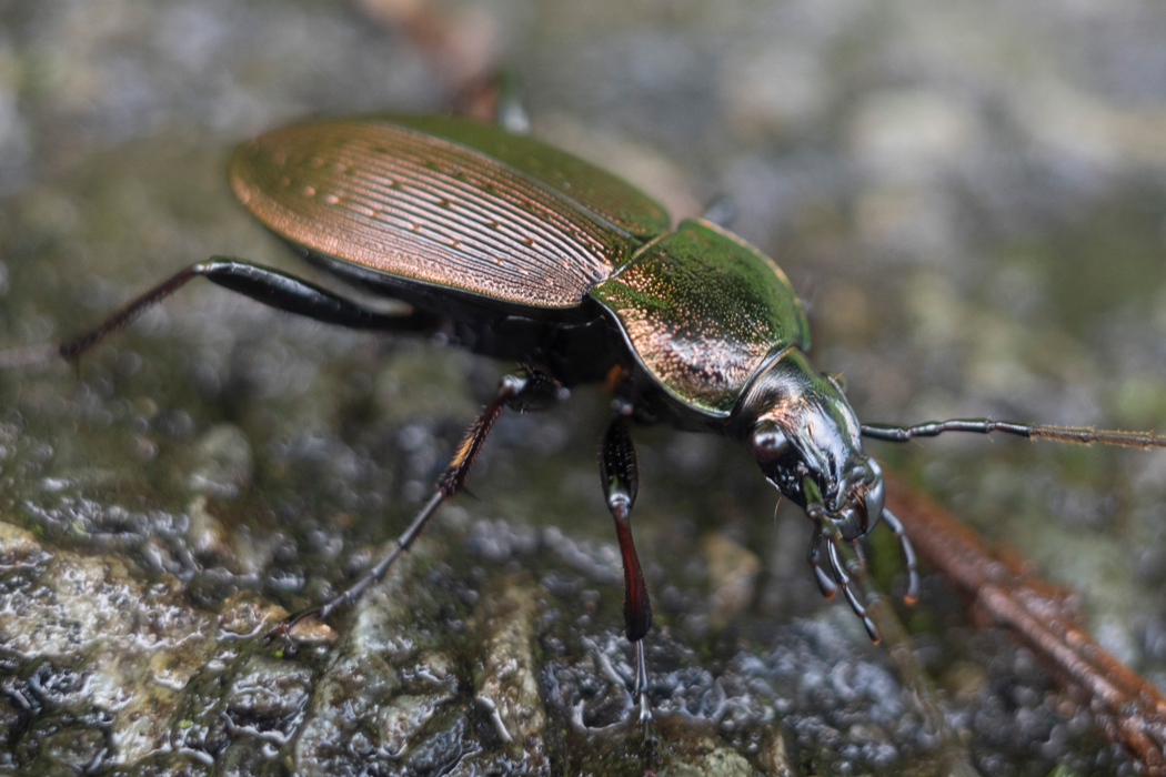 あまり青っぽくな個体でした。