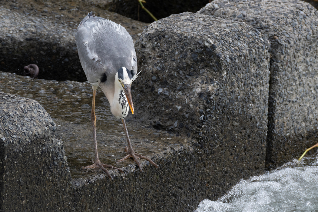 狙っています。