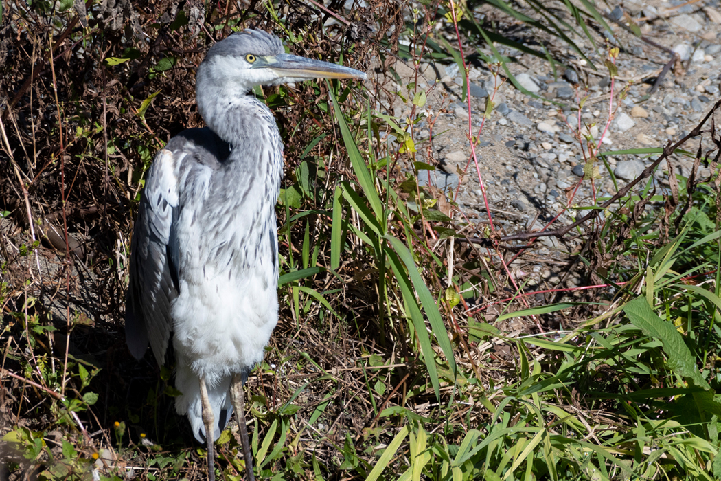 まだ羽根の色が淡いです。