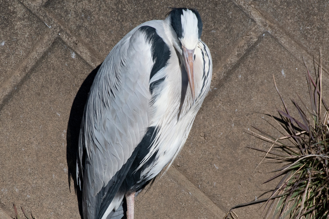 うとうとしています。