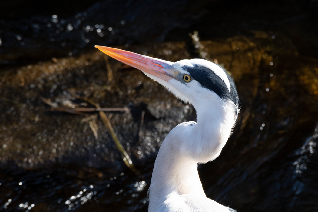 顔立ちがくっきりした個体です。