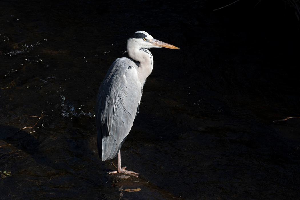 川の真ん中に立っていました。