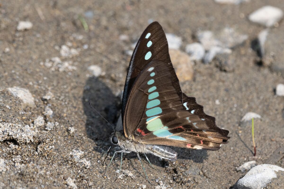 地面にとまっています。