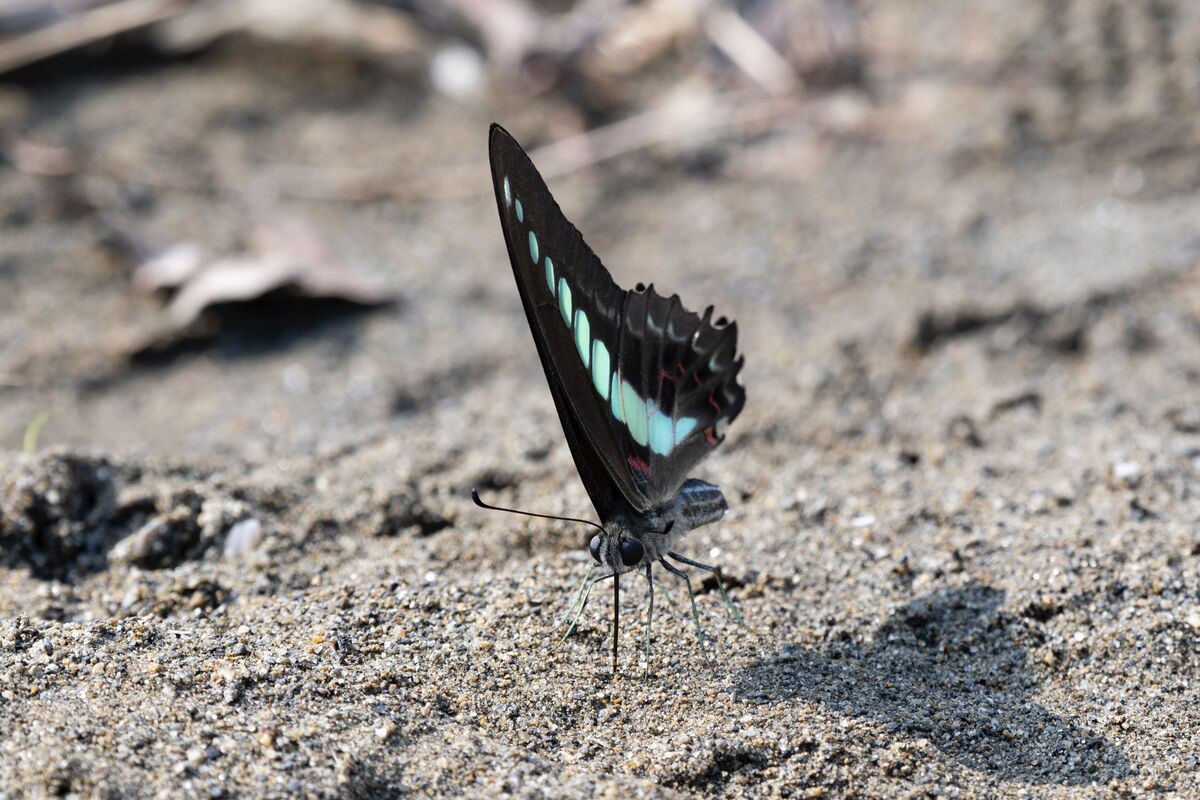 羽の色が涼しげです。