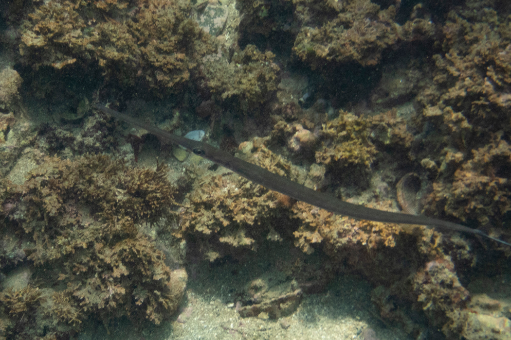 まだ小さい個体です。