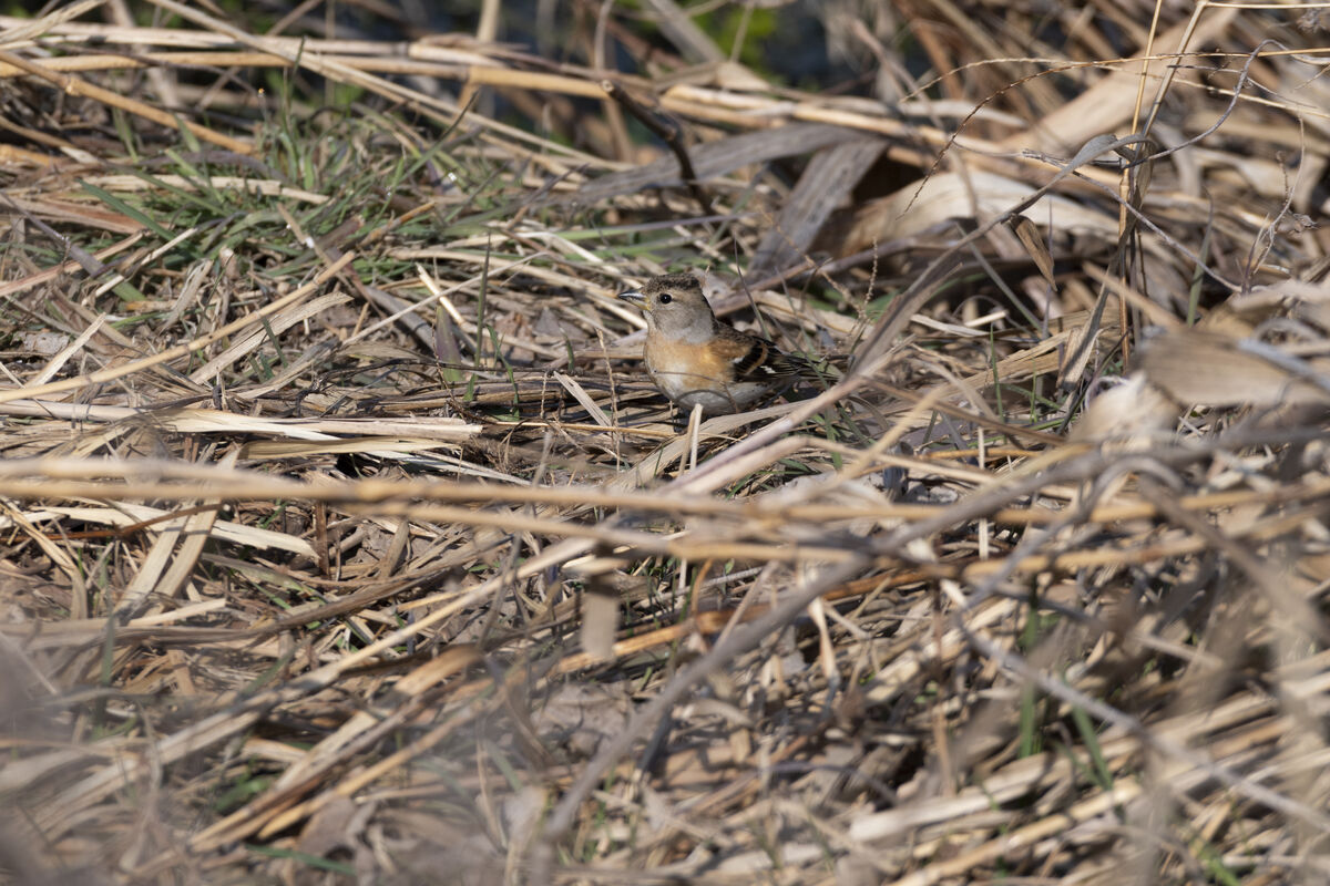 地面で採餌していました。