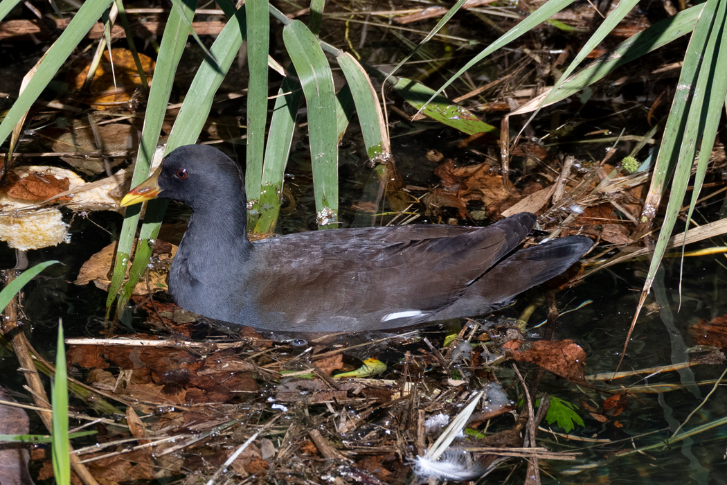 額板がそこまで赤くない個体でした。
